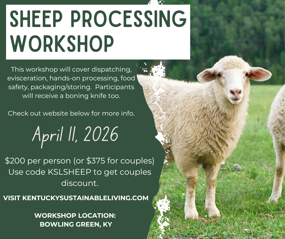 Advertisement for a sheep processing workshop with a sheep in a field.