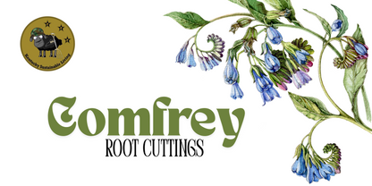 Comfrey root cuttings