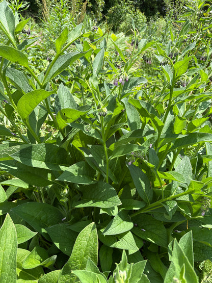 Close-up of green comfrey plant 
