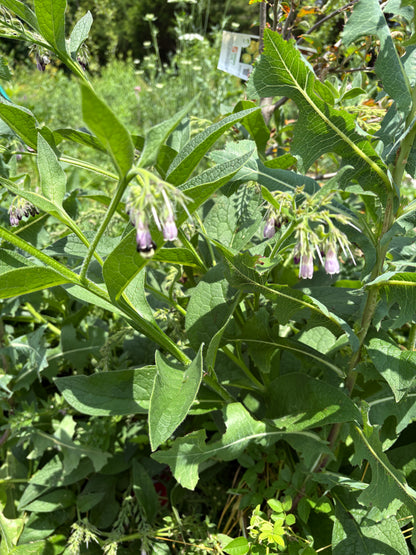 Comfrey plant with flowers
