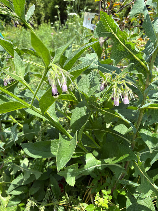 Comfrey Crowns