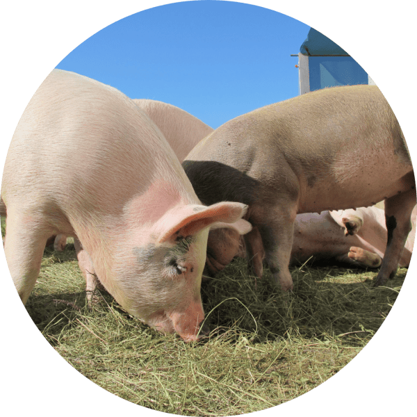 Pig Processing Workshop